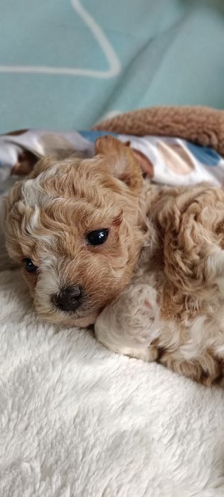 Bichpoo Cavapoo Pudel Toy