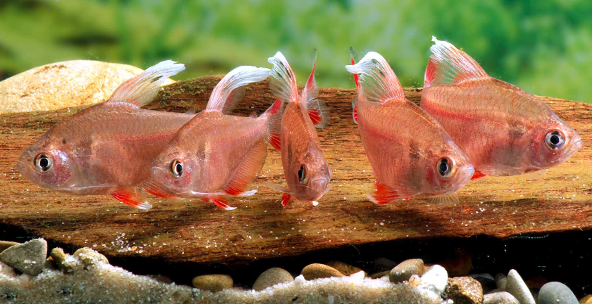 Bystrzyk ozdobny odmiana WHITE FIN - Hyphessobrycon ornatus - dowóz