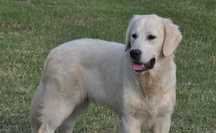 Golden retriever 10 miesięczny
