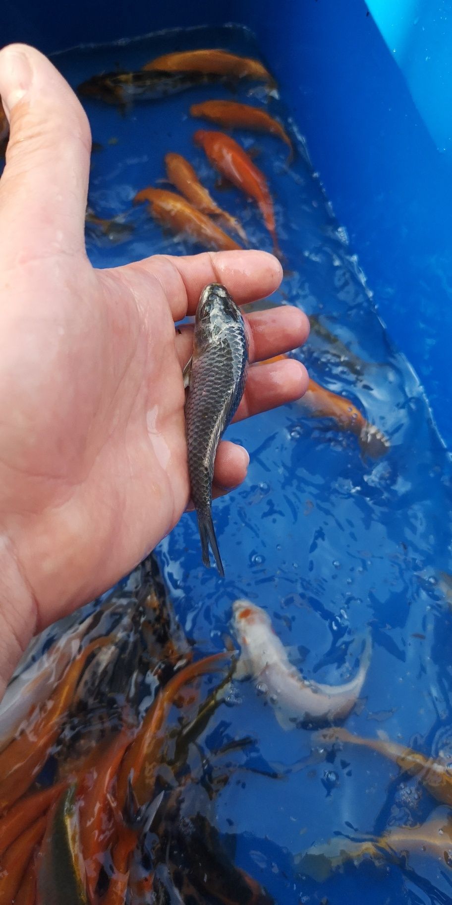 Narybek karpi koi 10-15cm