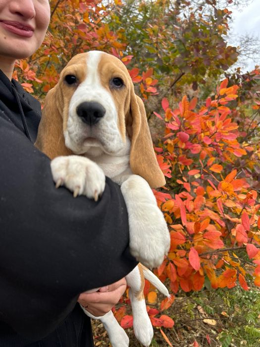 Бігль хлопчик, 3,5 місяці, щеплений і готовий до переїзду, розплідник
