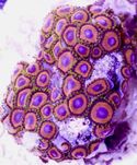 29 Zoanthus Jungle Juice 6-8 Glowek FLUOLAMPS WYSYLKI