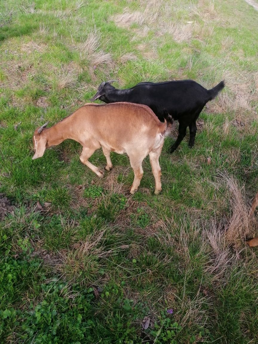 Англонубійські кози