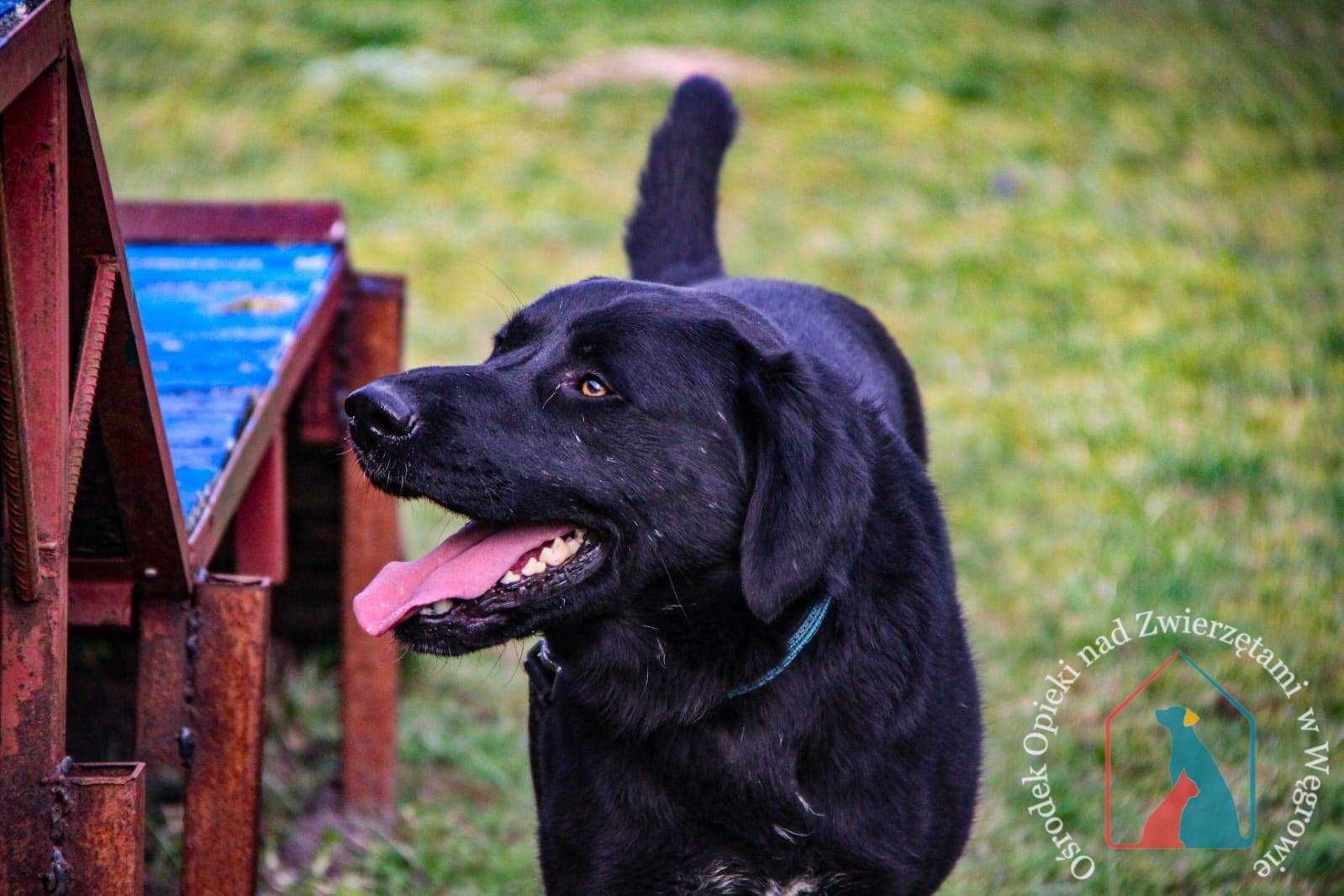 ŚWIETNY psiak w typie labradora, 4 lata - radosny, mądry, kocha ludzi