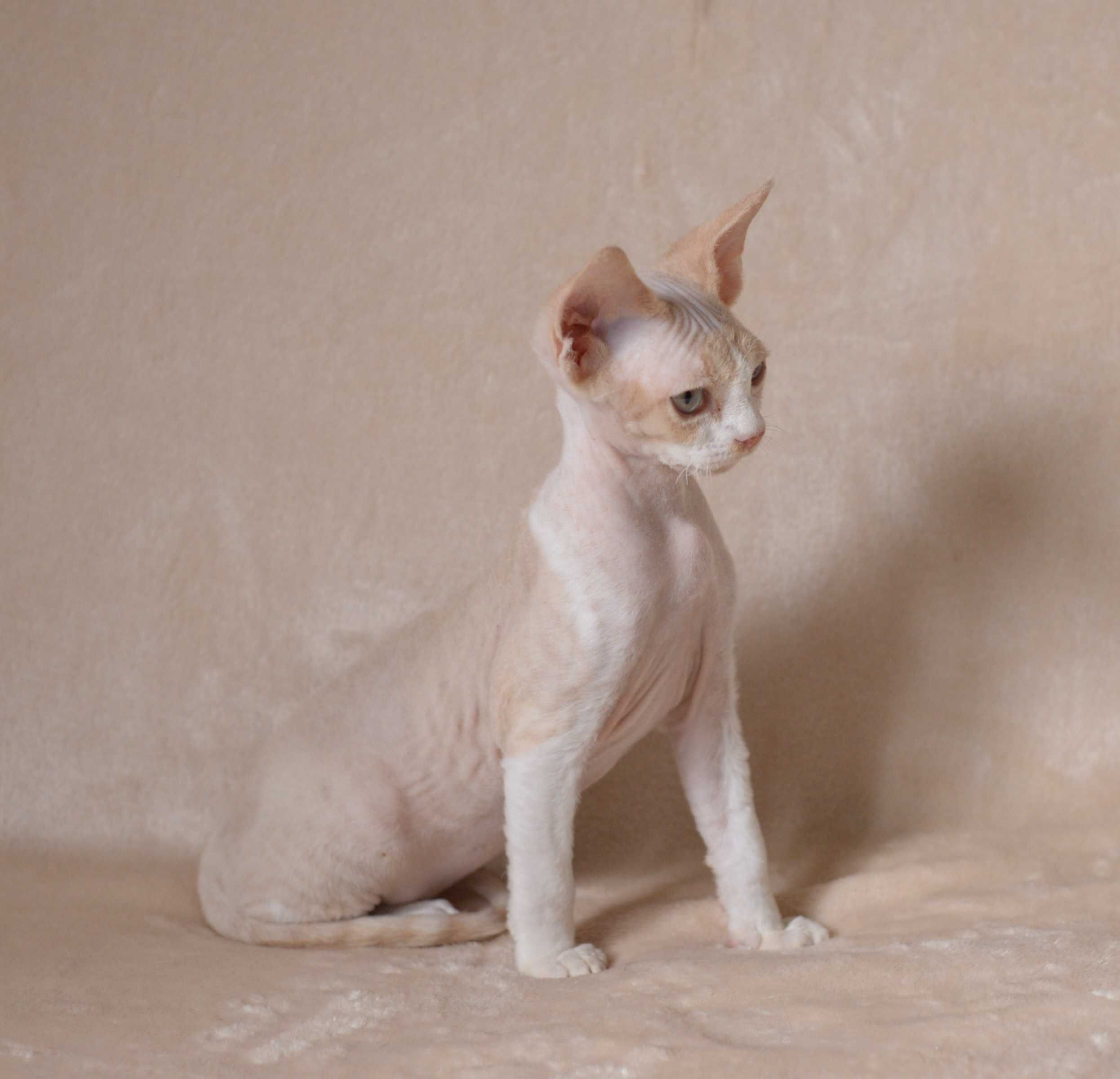 Chłopiec Devon Rex z rodowodem FPL