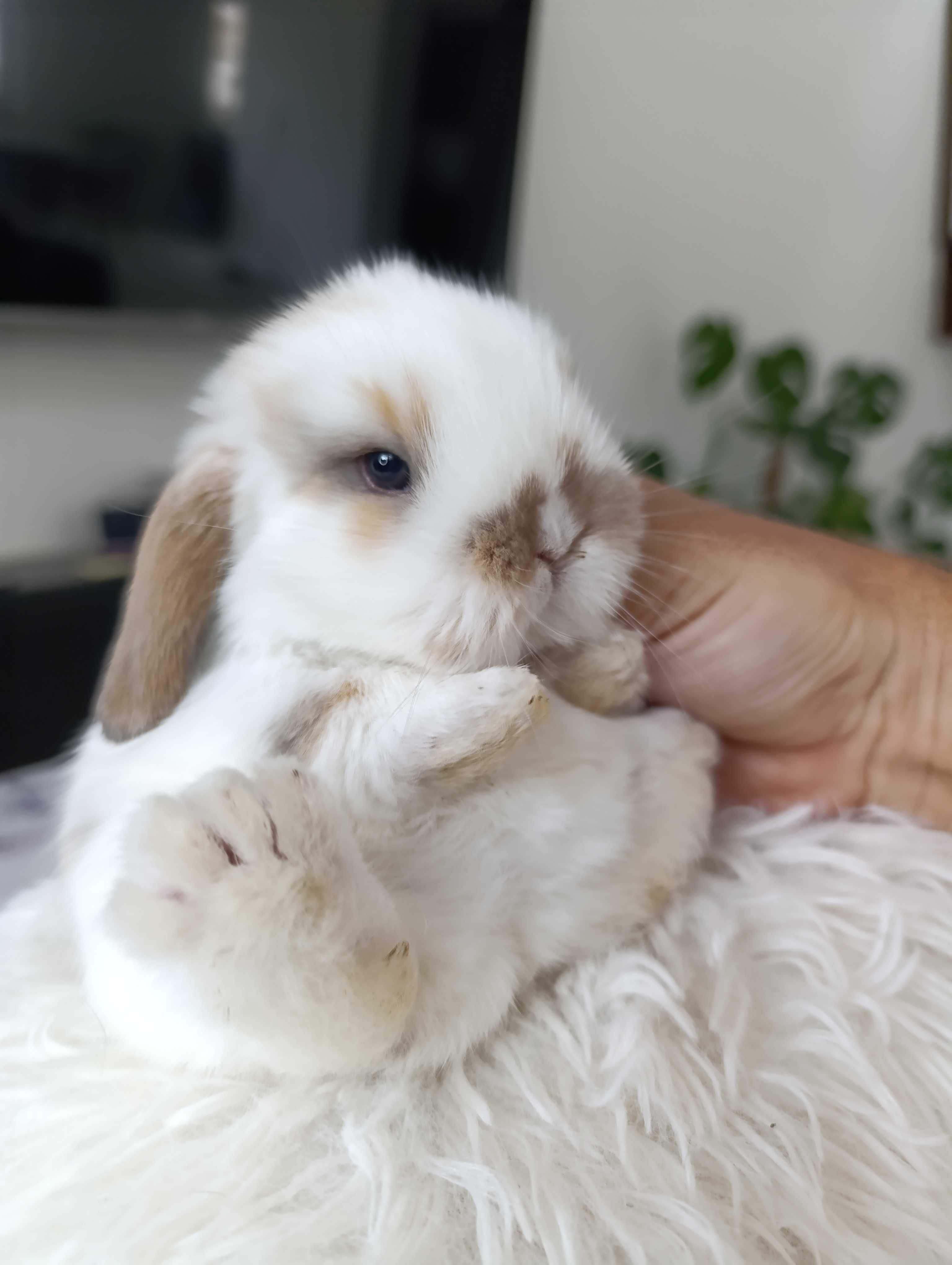 Mini lop karzełek Teddy hodowla zarejestrowana