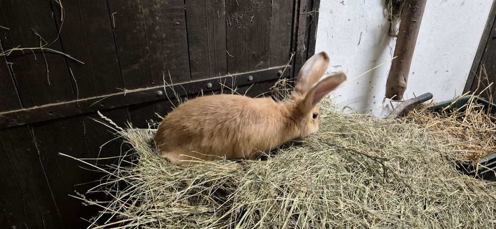 Olbrzym belgijski żółty