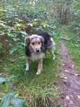 Piesek do adopcji
