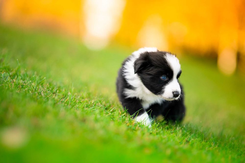 szczeniak Border Collie piesek - badania genetyczne
