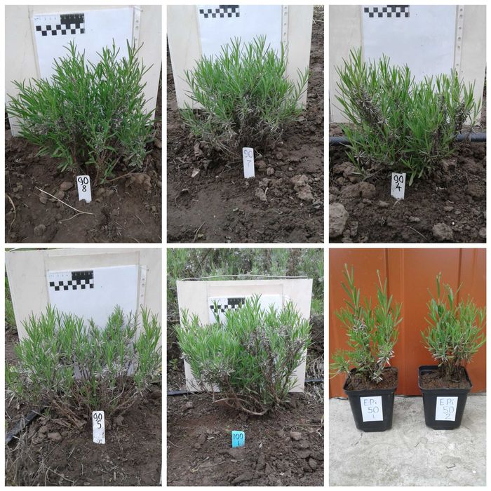 Лаванда зимостійка, англійська  - 5 сортів (біла, рожева, фіолетова)