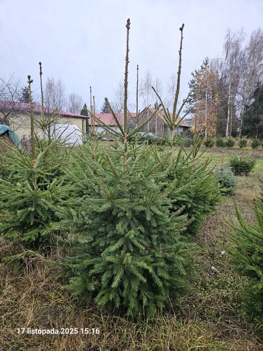 Choinki - Świerki Pospolite