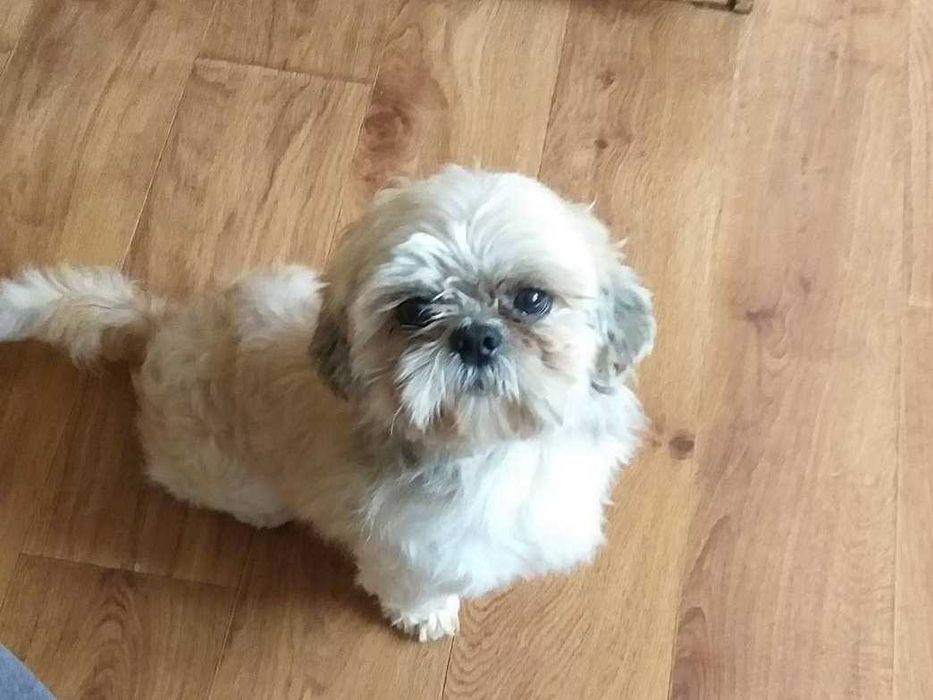 Sprzedam pieska rasy Shih-Tzu