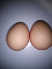 Інкубаційні яйця цесарки