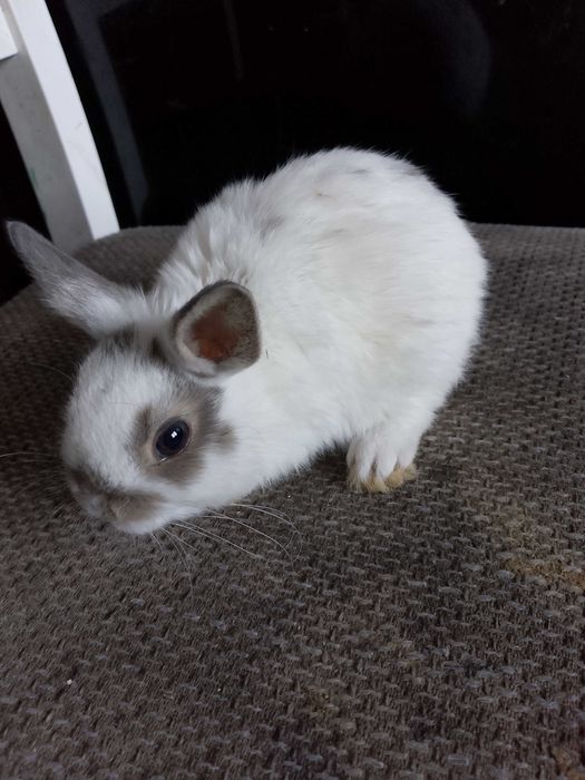 Króliczki miniaturki