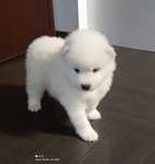 Szczeniak Samoyed