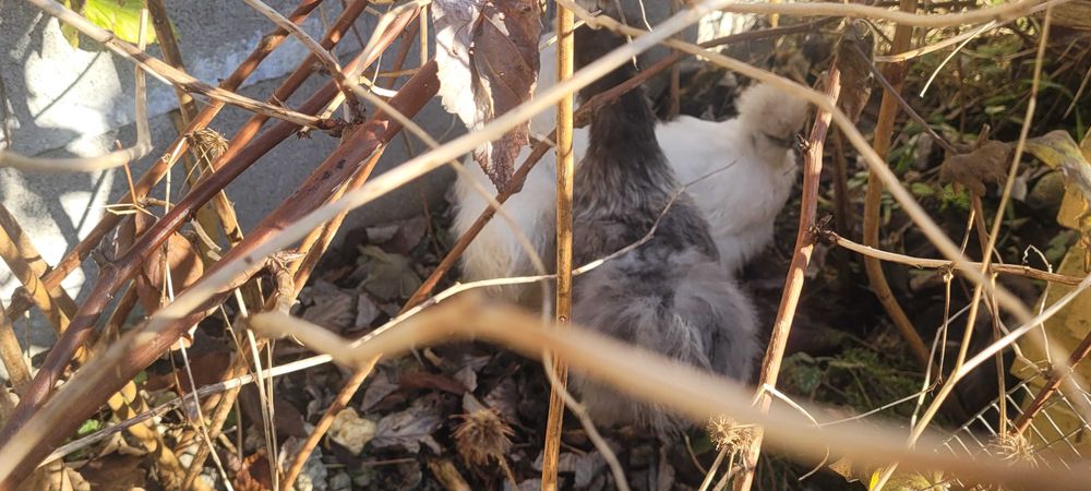 wyandotte wajendota ogromny Jaja