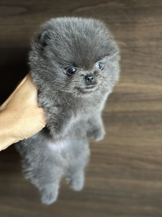 POMERANIAN mini szpic miniaturowy blue niebieska mikro xxs miś :)