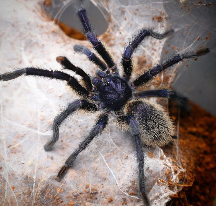 Monocentropus balfouri 1DC