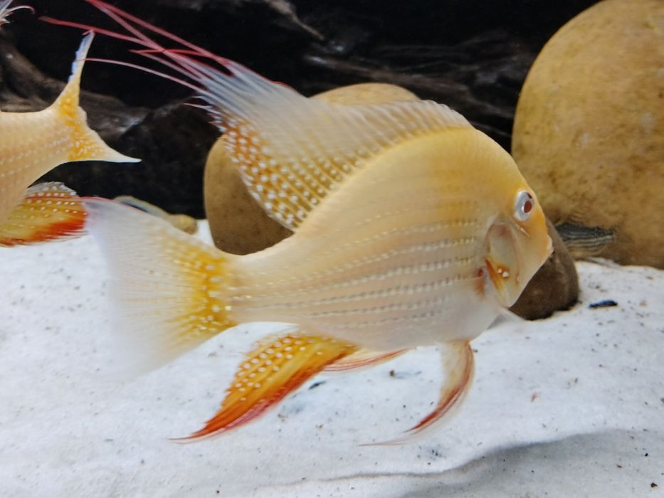 HECKELII ALBINO-Acarichthys adultos
