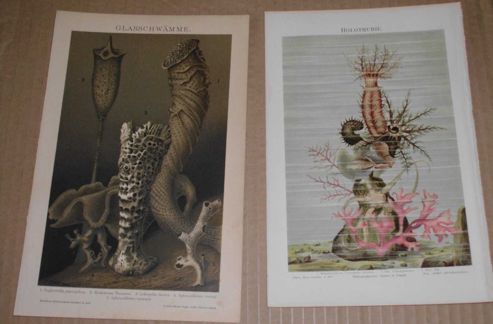 Woda, Ryby, Zwierzęta  oryginalne XIX w. grafiki