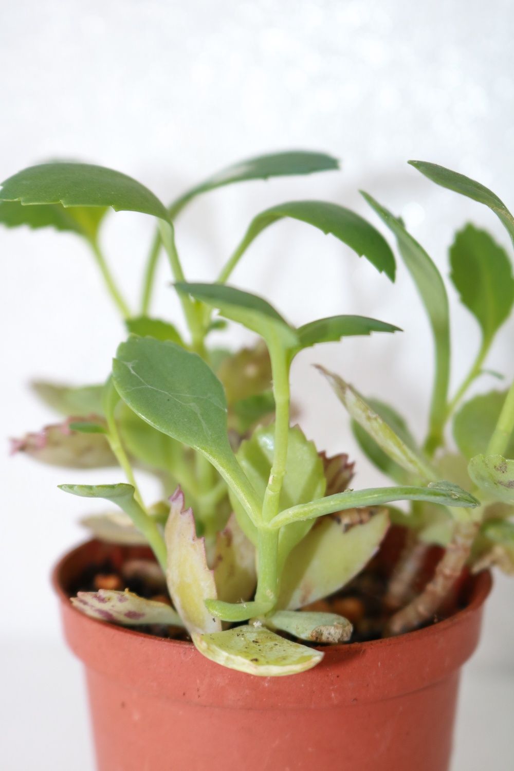 Vendo varias plantas