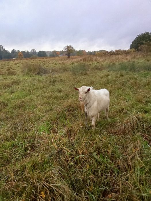 Kozioł młody bezrożny