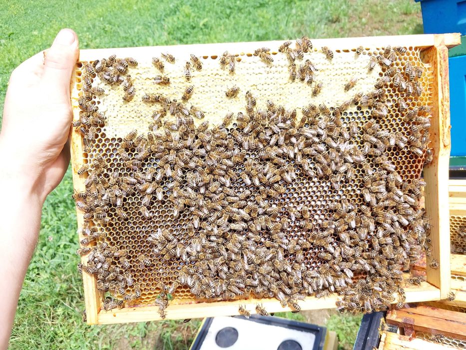 Miód spadziowy, pszczoły, pasieka, ul, ule