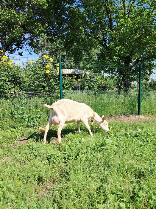 Коза дійна заано-альпійка 50/50%