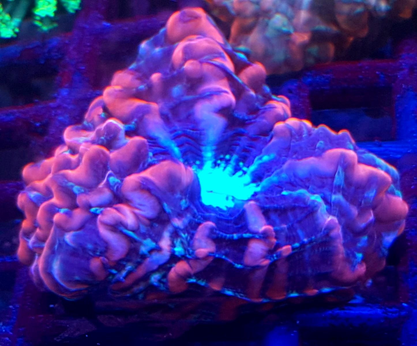 Cynarina Lacrymalis Multicolor 2. Koralowiec LPS .Akwarium morskie