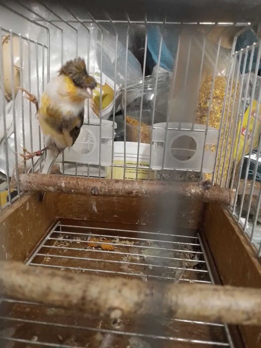 Kanarki arlekiny portugalskie-sprzedam