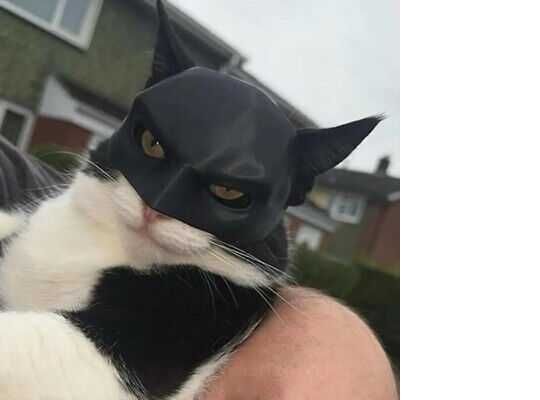 Maska dla kota - Bat Cat