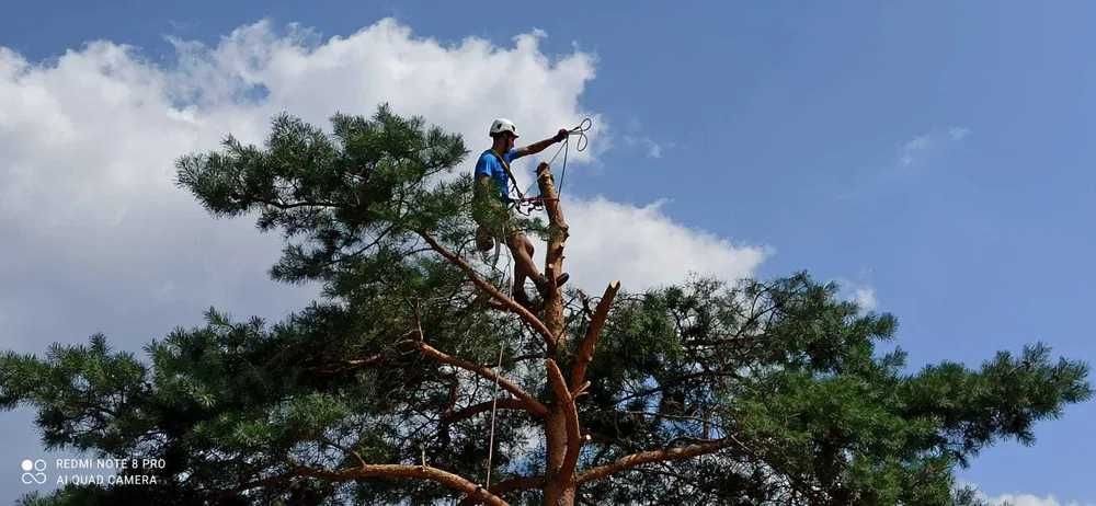 Wycinka drzew metodą alpinistyczną, wycinanie drzew, przycinanie.