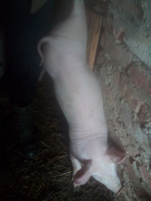 Продам  Поросята