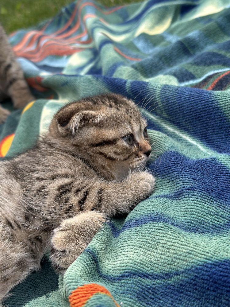 Продаються чистокровні кошенята