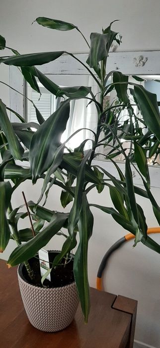 Transport Dracena Cintho duży kwiat 160 cm