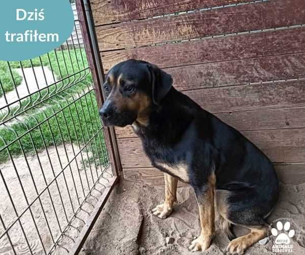 Znaleziono psa - Pępowo/Dąbrówka k. Wejherowa