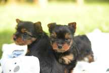 York Yorkshire terrier jeden trzech Muszkieterów chip paszport wyprawk