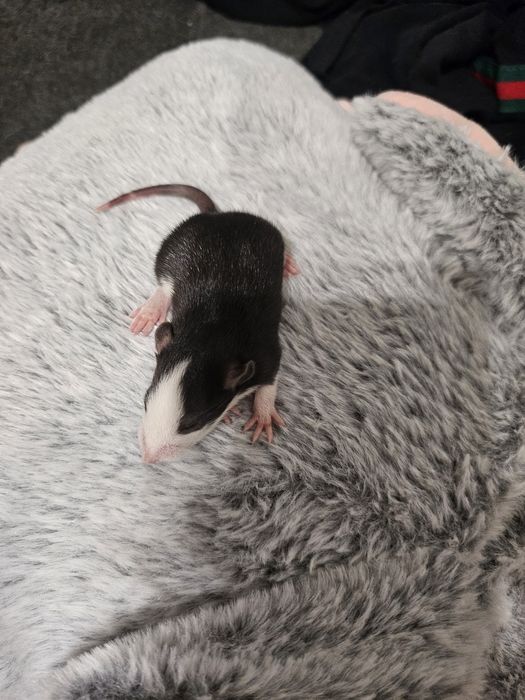 Szczur,Szczury,Szczurki