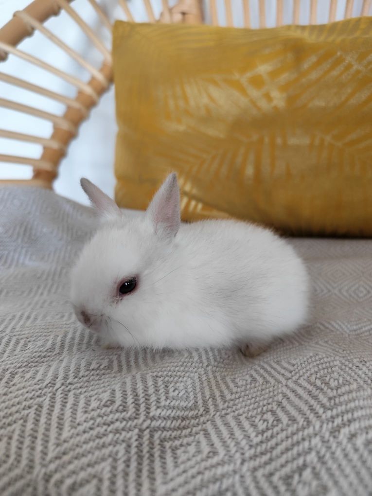 Coelhos  mini Toy holandês