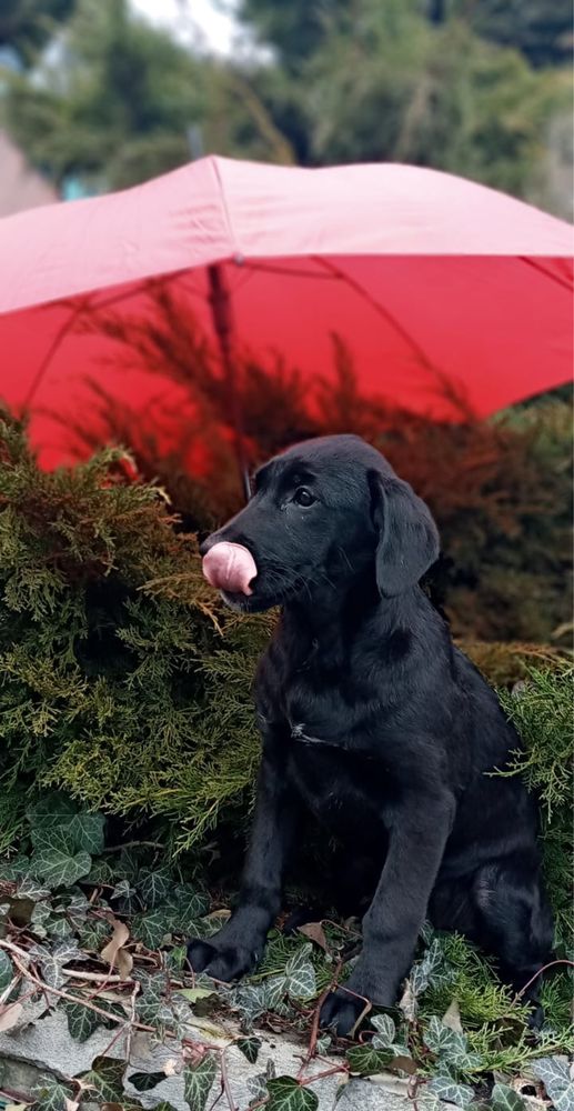 Szczeniaki w typie labradora szukają domów