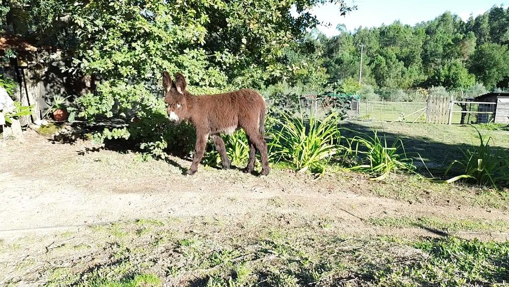 Burrinha com 5 meses