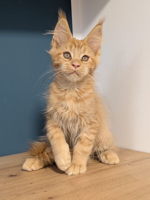 -RZERWACJA- Chester  rudy kocurek Maine Coon. Zapraszamy