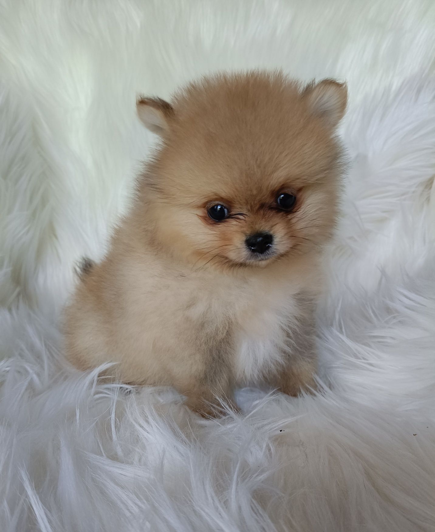Szpic miniaturowy pomeranian piesek xs