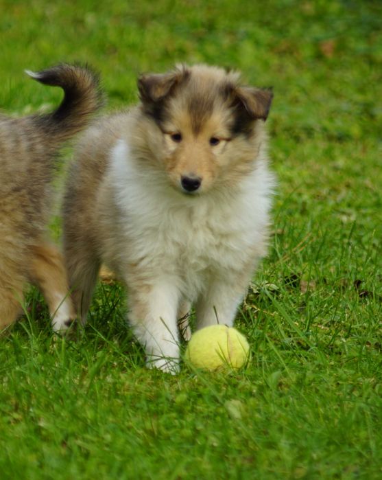 Owczarek Szkocki Długowłosy Collie Suczka