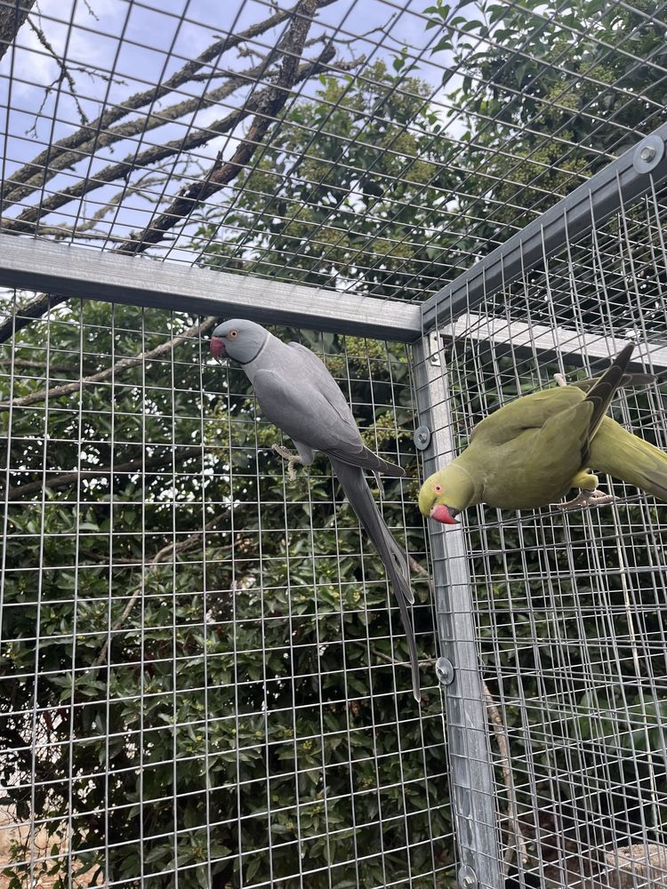 Ring necks.