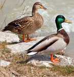 Patos muito bonitos