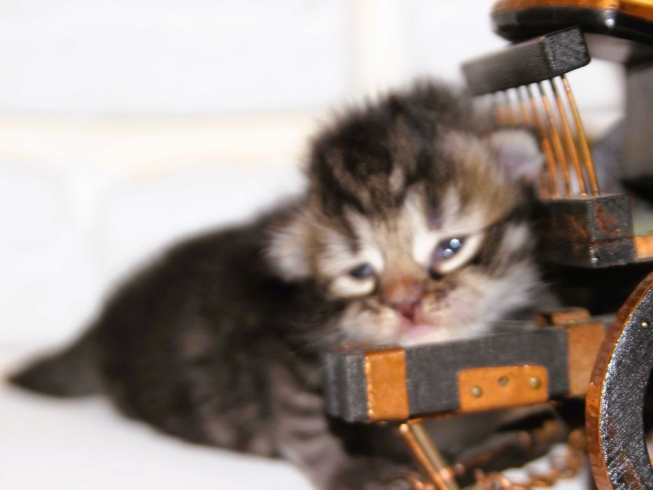 Cami kotka Syberyjska z rodowodem FPL, legalna hodowla 18 lat