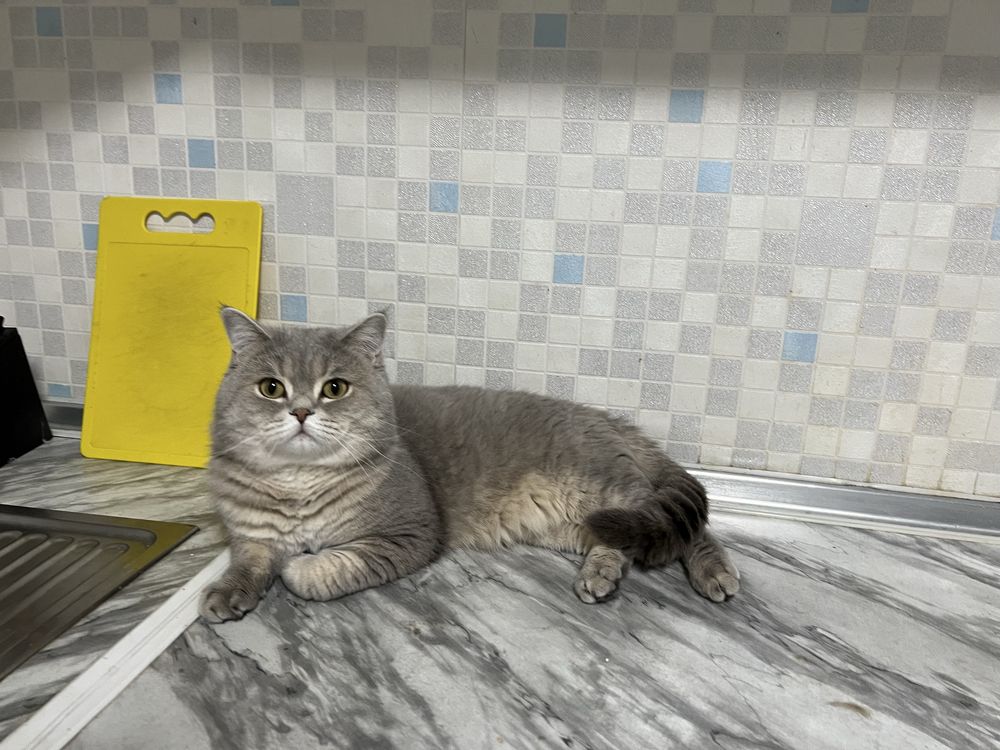 Вязка шотландский кот