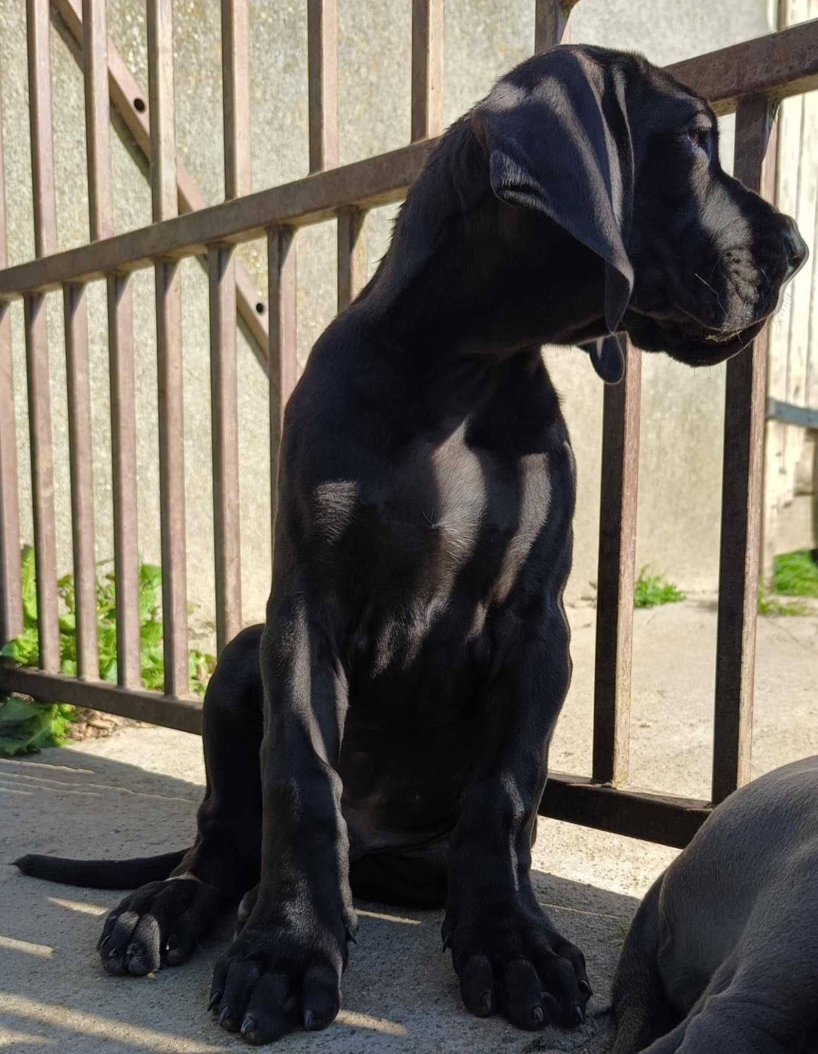 Dog niemiecki czarny