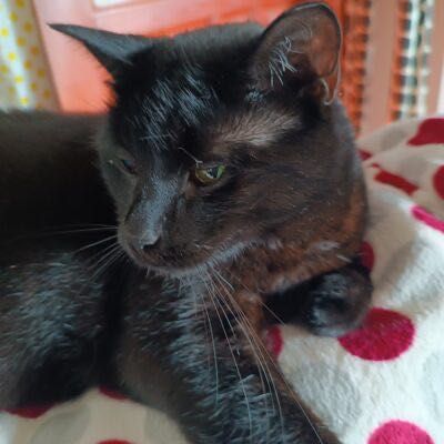 Gaja szuka kochającego domu